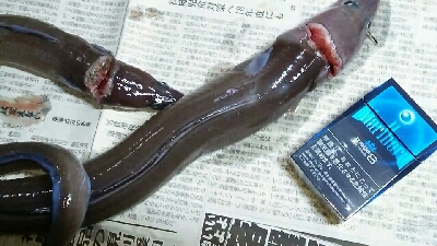 冬のぶっこみでまさかの70cm！？